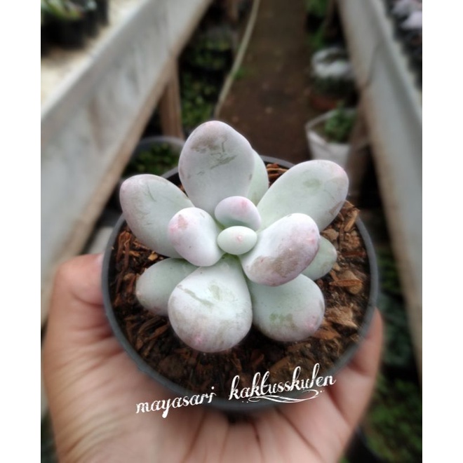 skulen moonstone