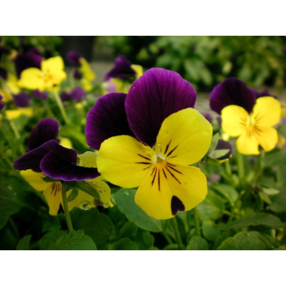 20 Benih Bunga Pansy Purple Wing