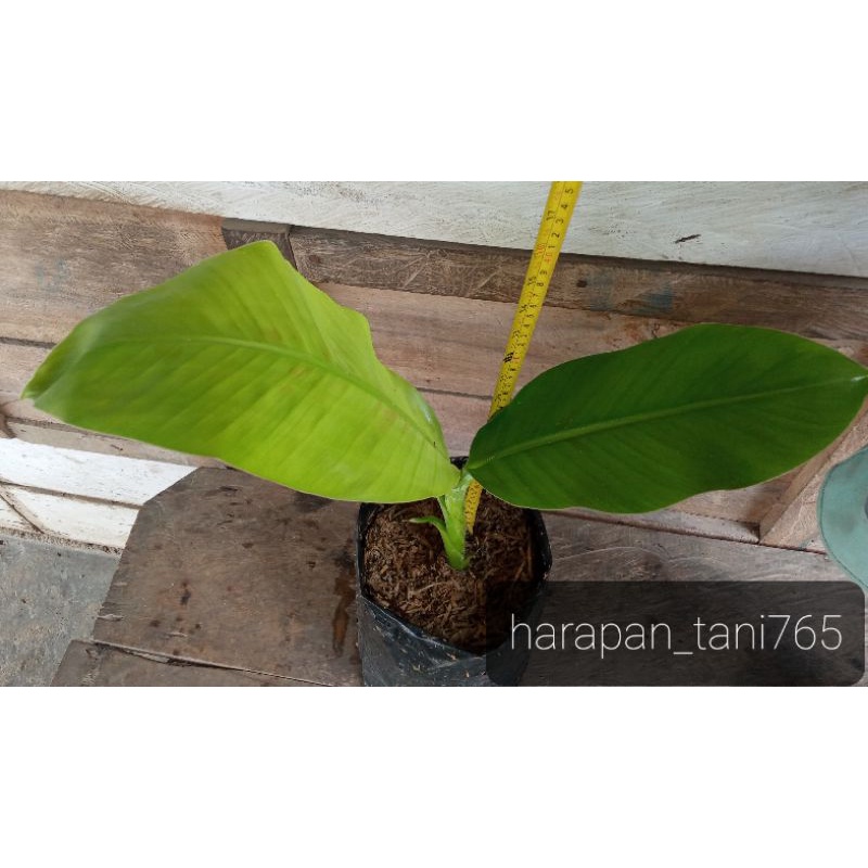 Bibit pisang ambon