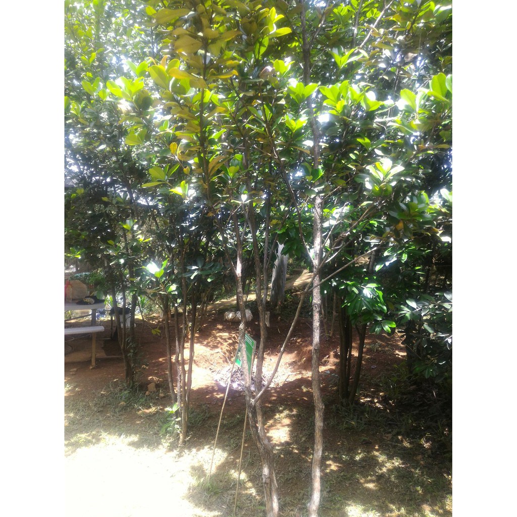 Pohon Cherry Brasil Grumichama