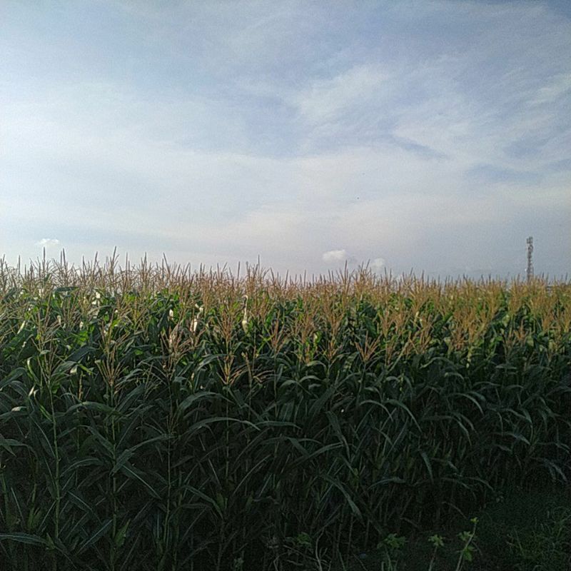 bunga jagung
