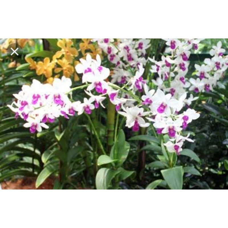 anggrek dendro burana carming