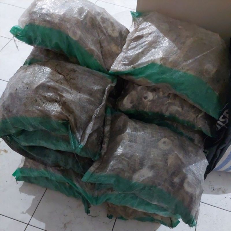 Oyster Karung 5 Kg - PH Buffer