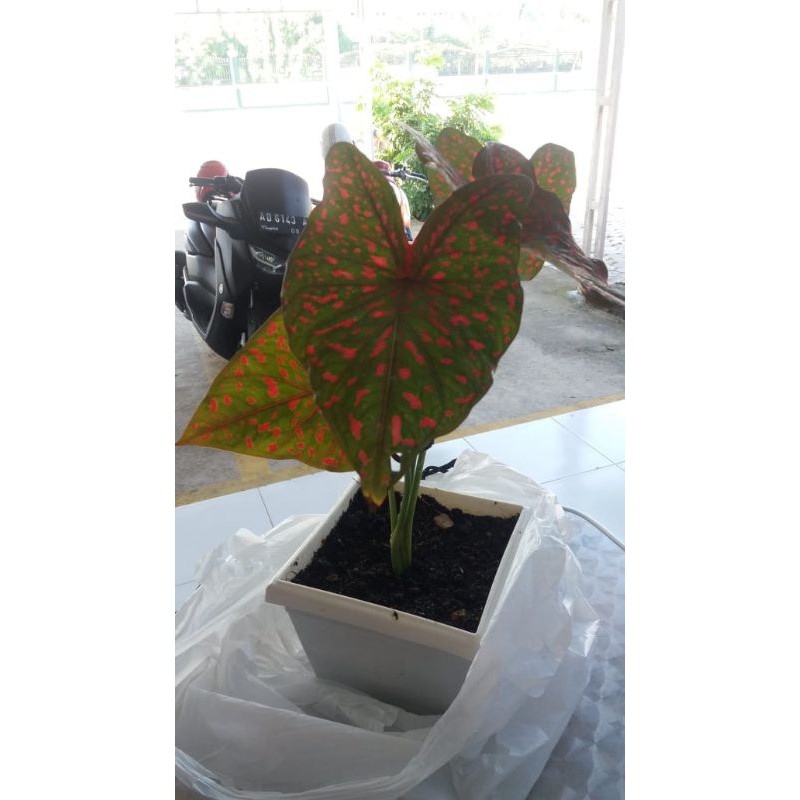 tanaman hias caladium red leopard