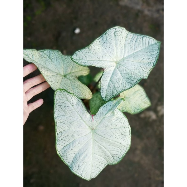 Keladi Moonlight