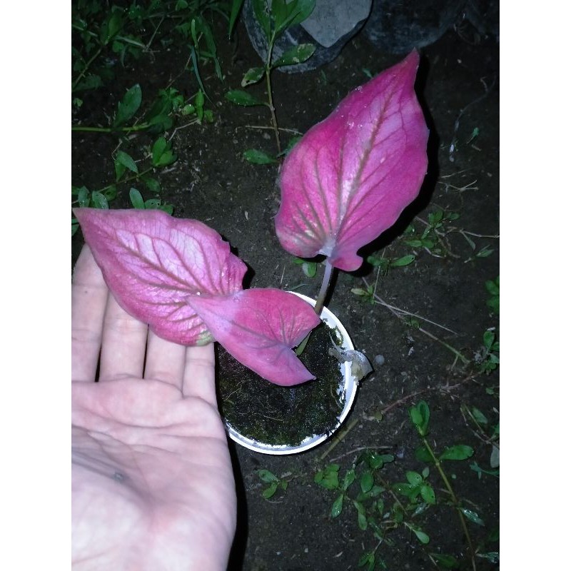 Bibit caladium invinity