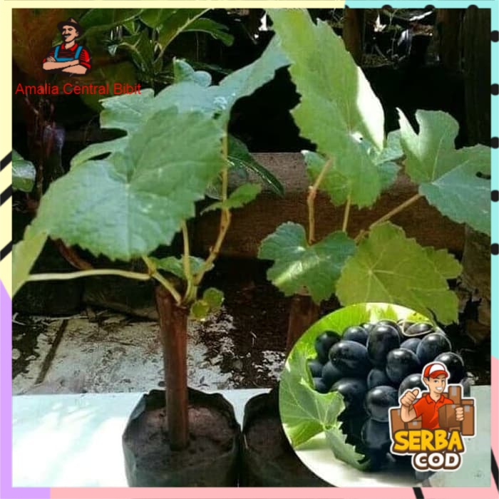 Bibit anggur hitam super