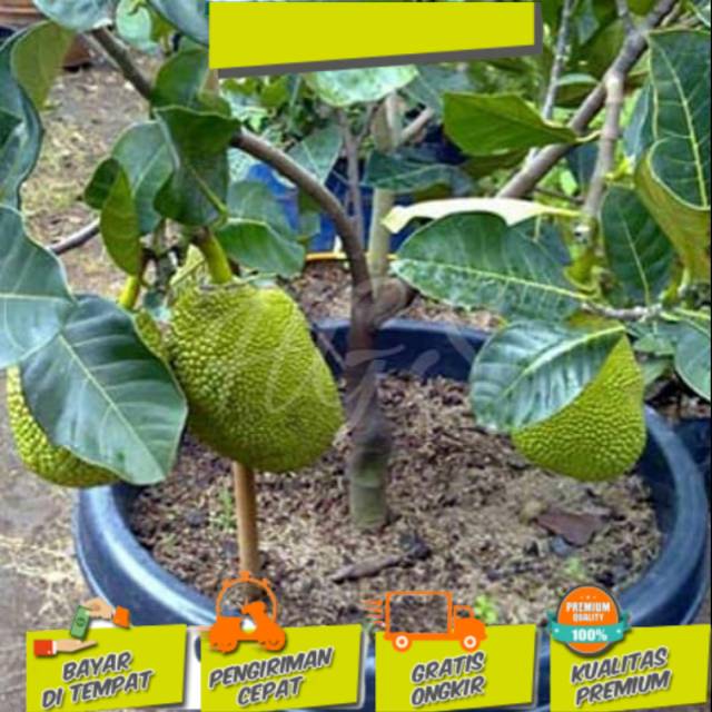 bibit nangka mini super