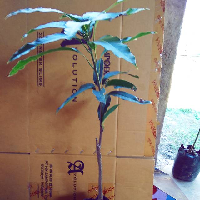 bibit tanaman mangga yuen