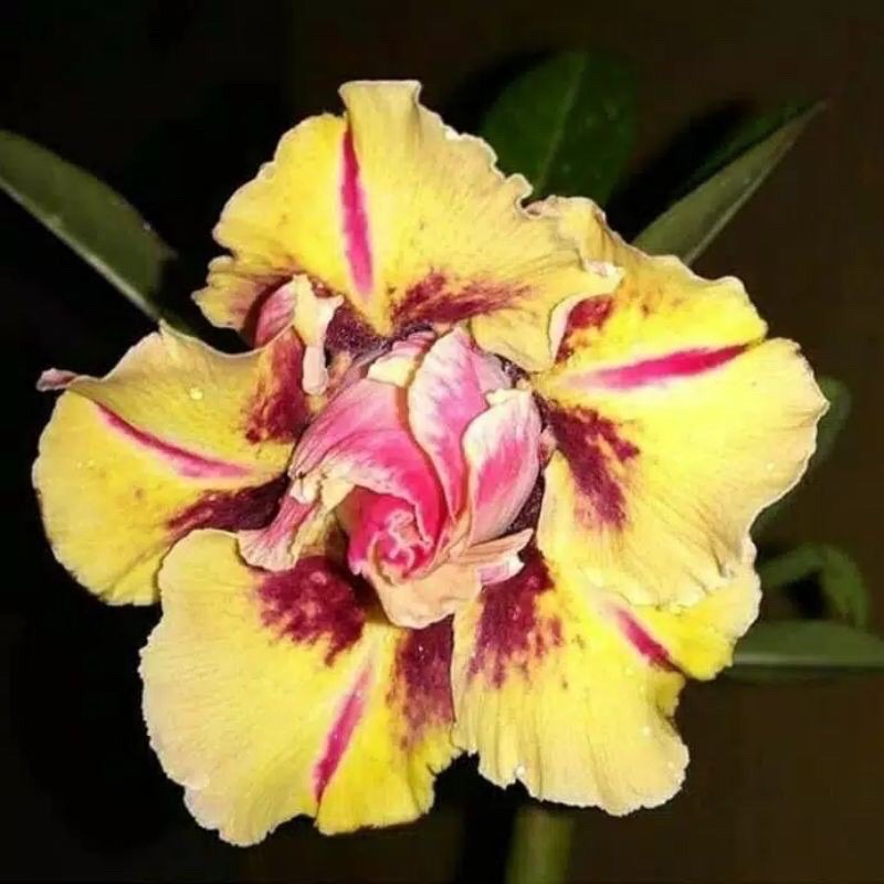 PROMO!!ADENIUM KAMBOJA JEPANG TRIPLE WISH MURAH!!!(BIBIT)