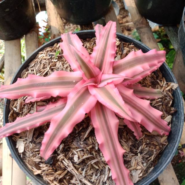 Tanaman Hias cryptantus pink
