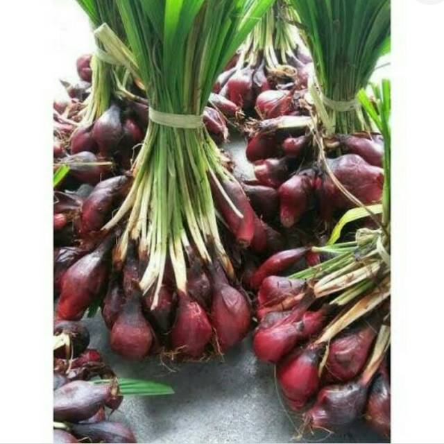 Bawang dayak