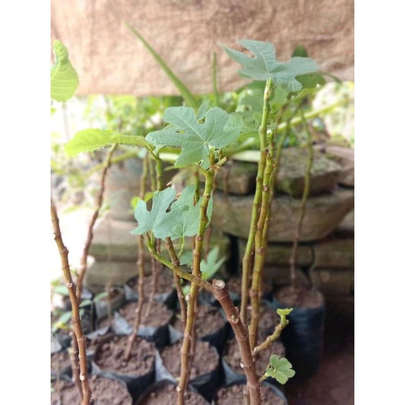 Bibit Buah Tin Super Unggul