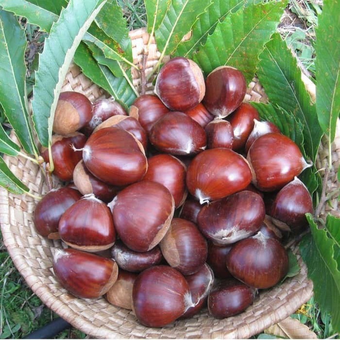 bibit tanaman jengkol