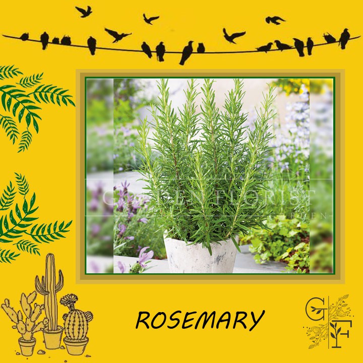 TANAMAN BIBIT ROSEMARY