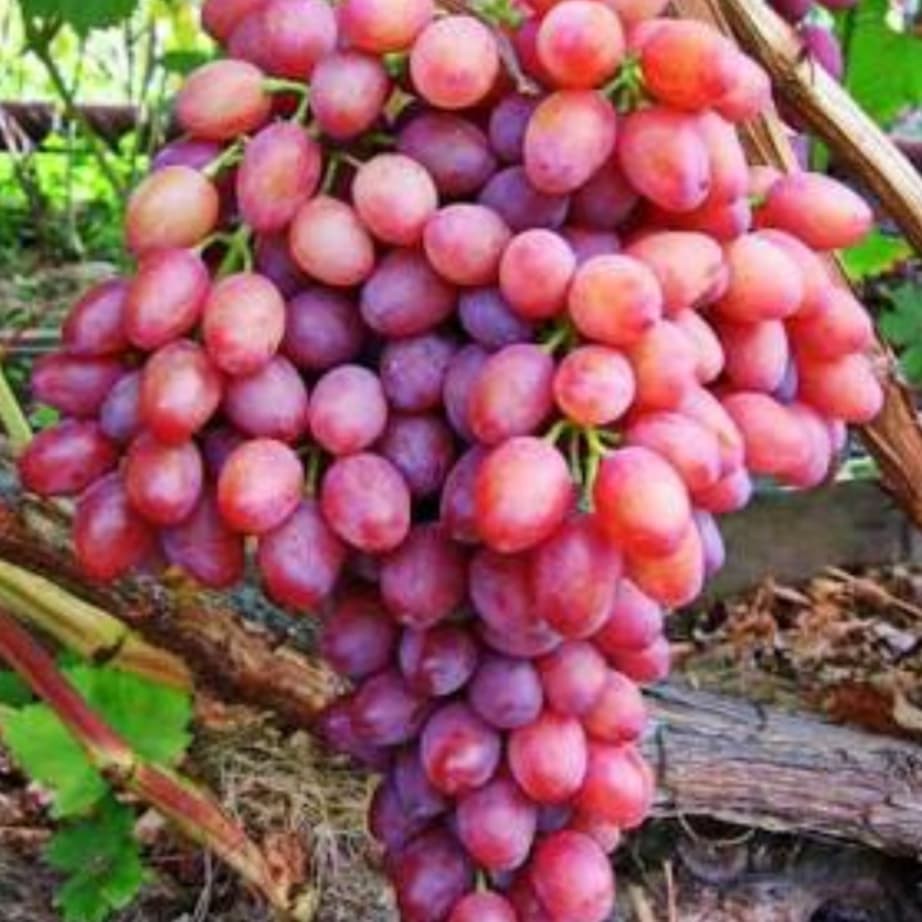 Bibit Anggur Luciati Import