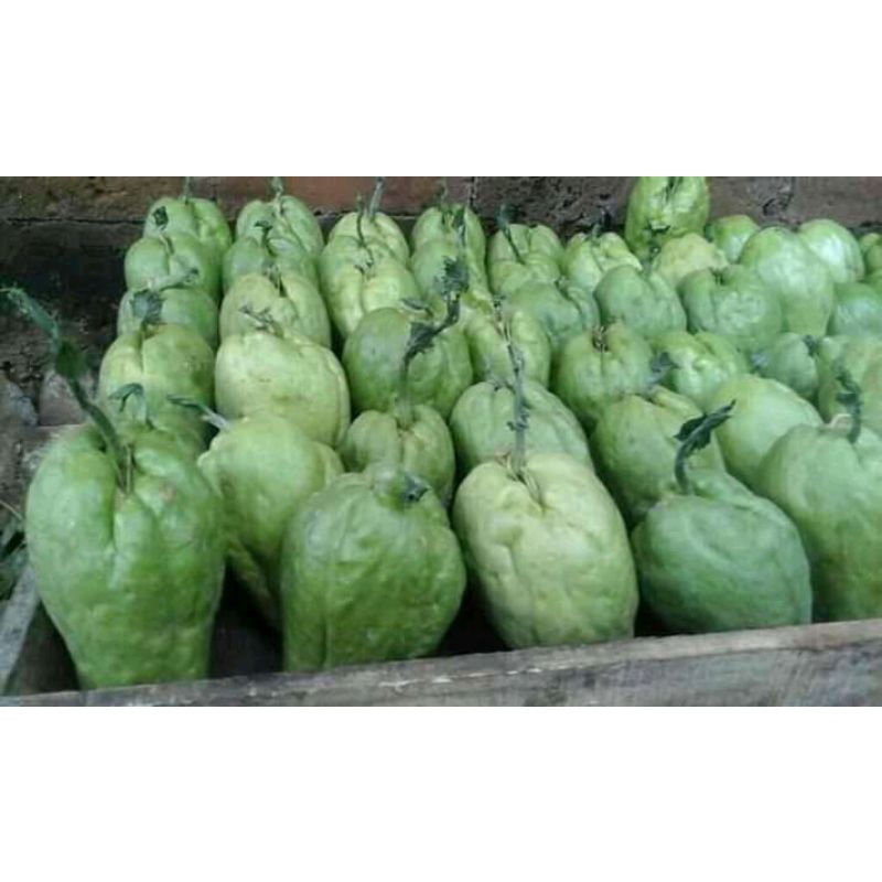 Bibit Labu Siam Siap Tanam