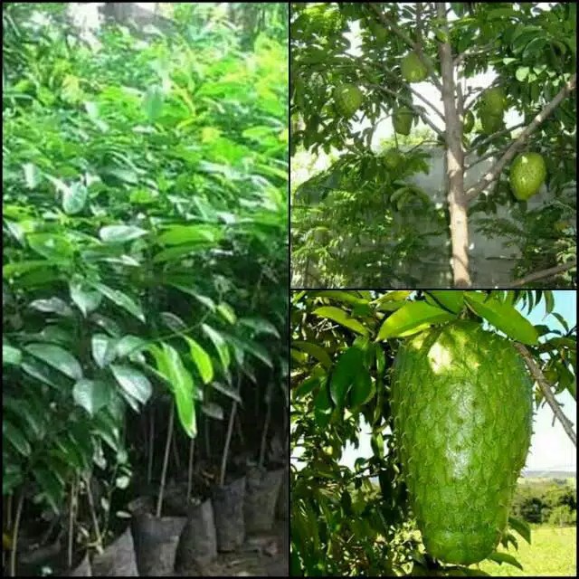 Bibit sirsak madu super manis