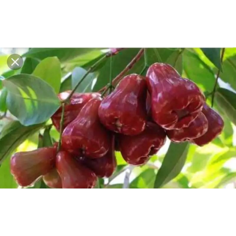 bibit jambu citra