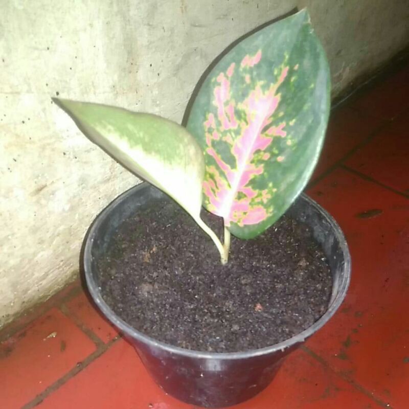kocin