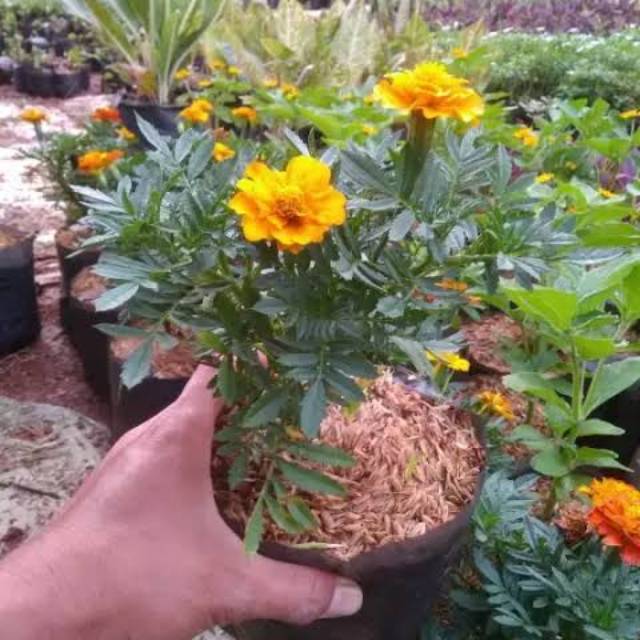 Tanaman Hias Bunga Marigold