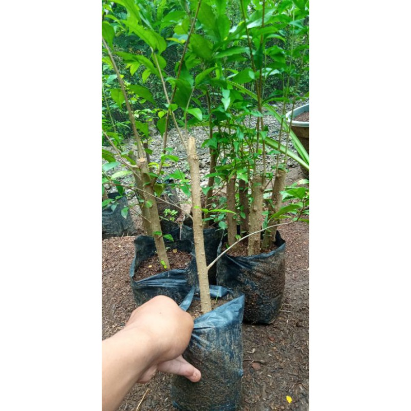 bahan bonsai anting putri (stekan)