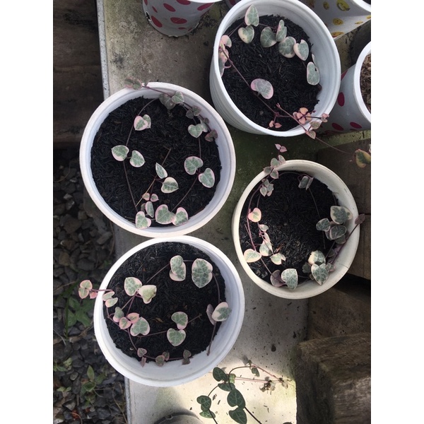 SOH Variegata