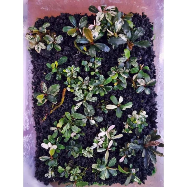 bucephalandra varigata