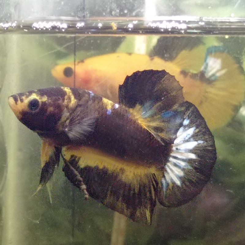 YELLOW FANCY