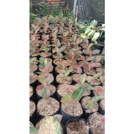 aglonema red stardas