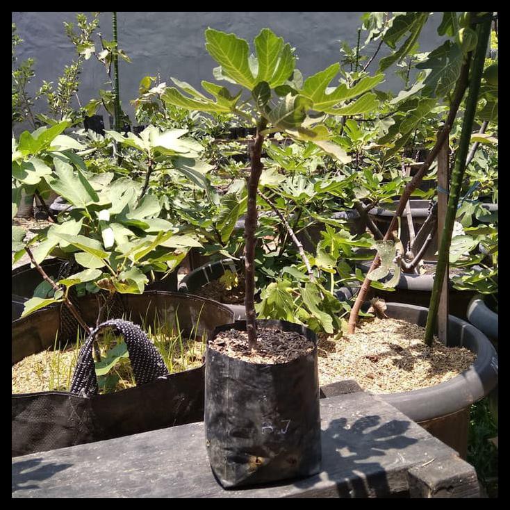 Bibit Pohon Tin Black J
