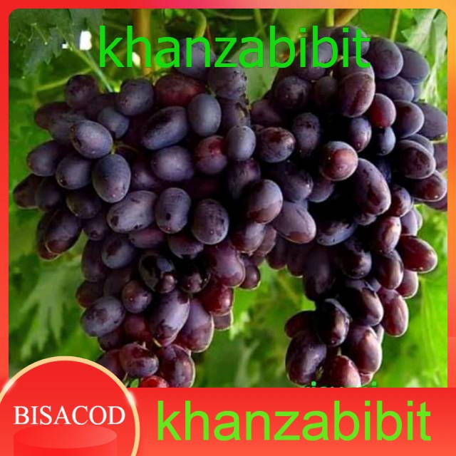Bibit anggur import gio vani (KHANZA)