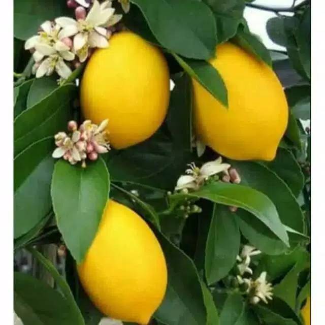 Bibit Jeruk Lemon Berbuah