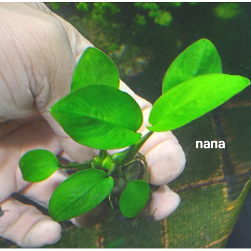 anubias nana