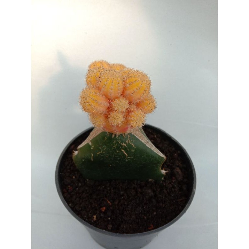 Kaktus lobivia orange
