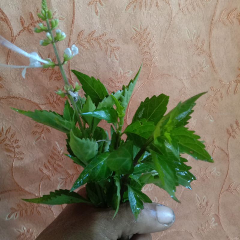 Daun kumis kucing fress