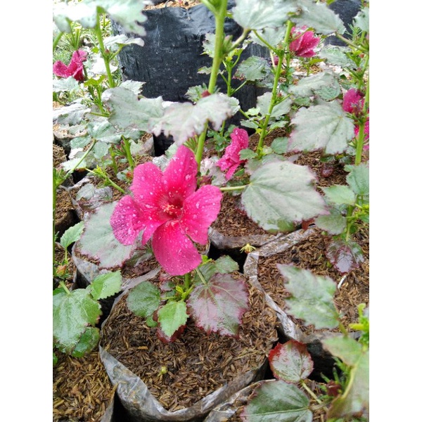 ROSELA merah /bibit bunga Rosella
