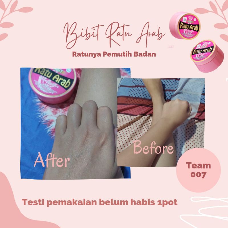 Bibit Ratu Arab Medan