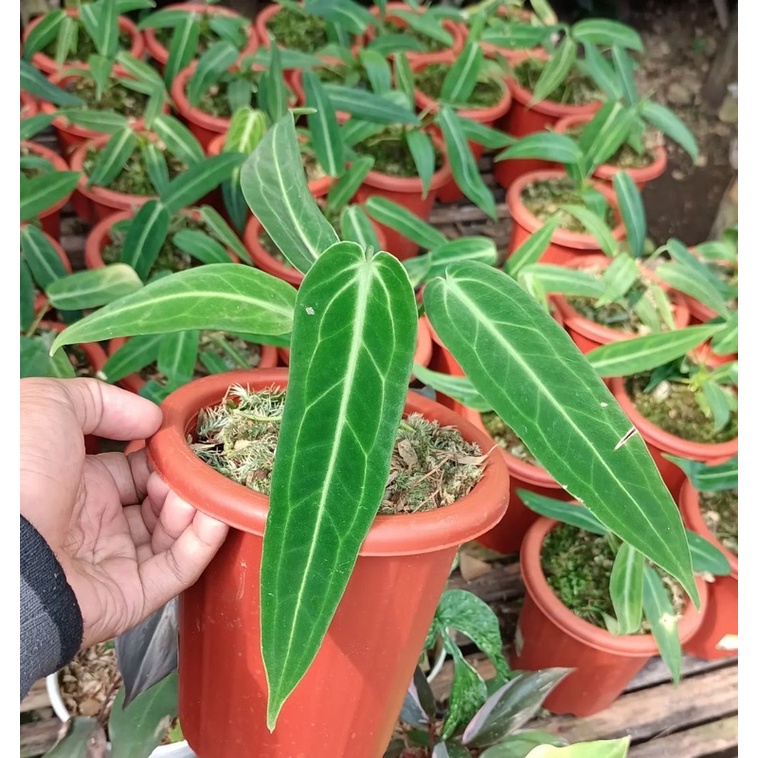 Warogqueeanum 3pcs berkualitas