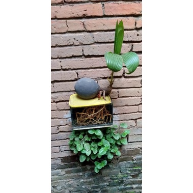 bonsai kelapa murah