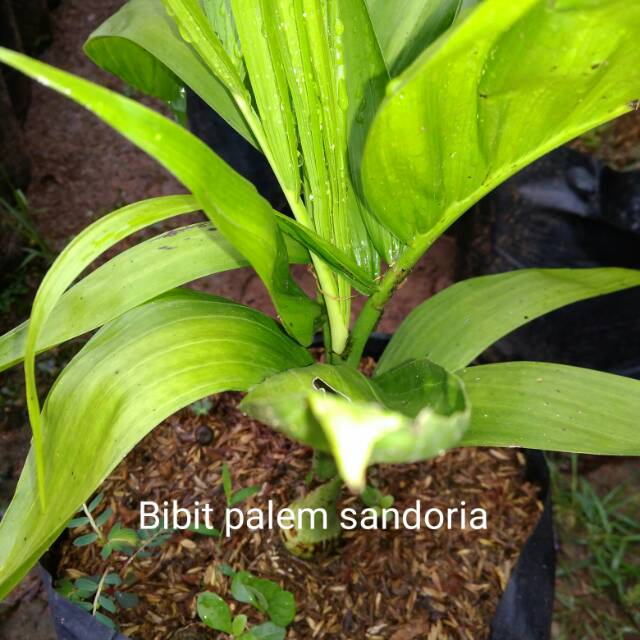 Bibit palem sandoria