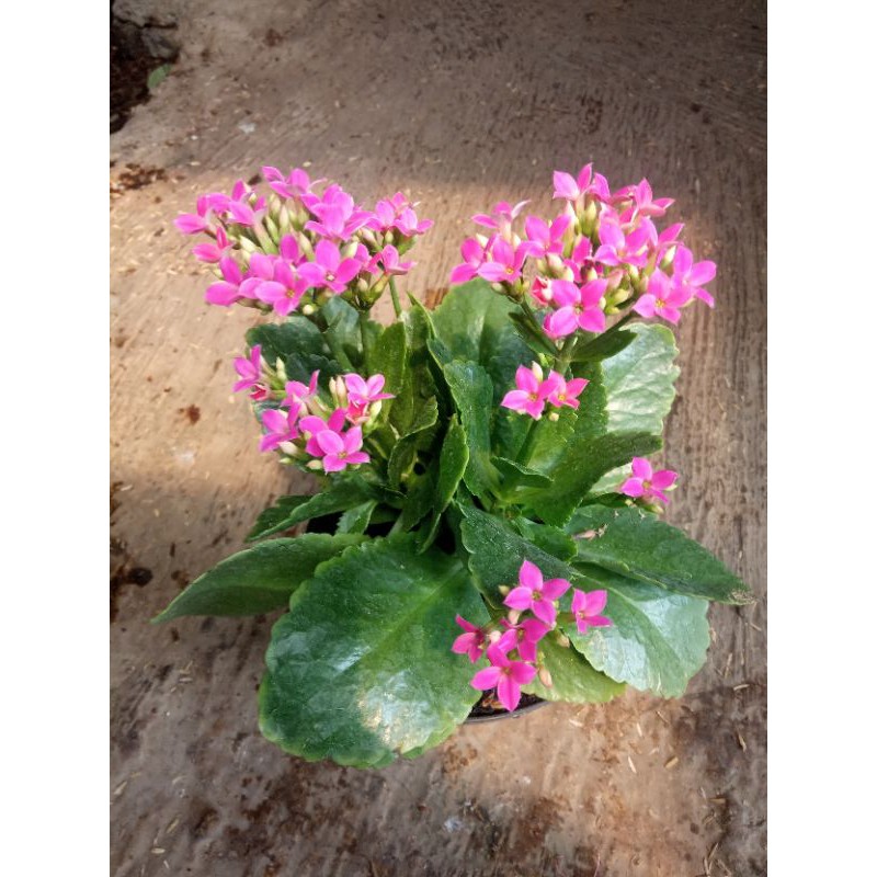 bunga hias, cocor bebek bunga pink