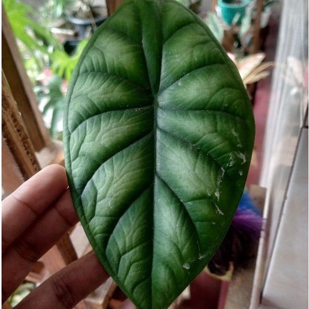 ALOCASIA DRAGON SILVER RAWATAN