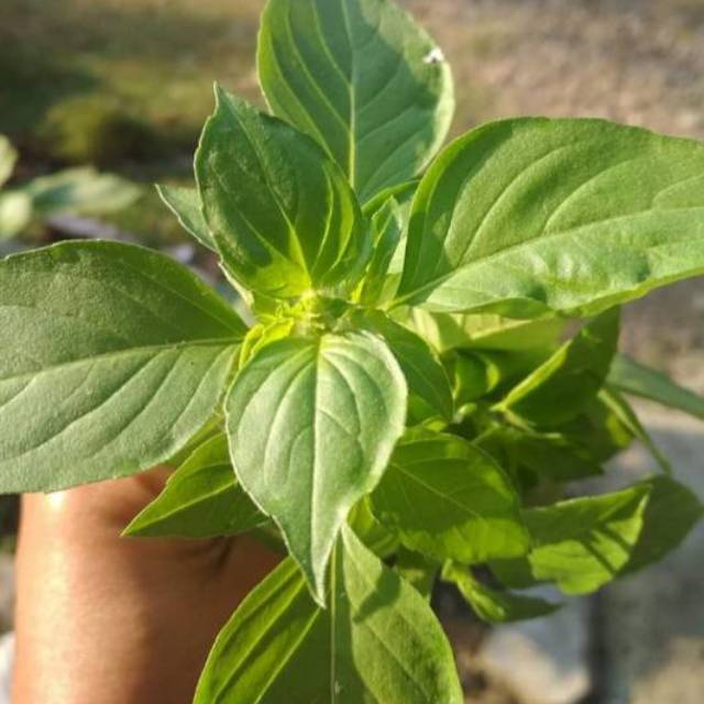 Pohon Kemangi