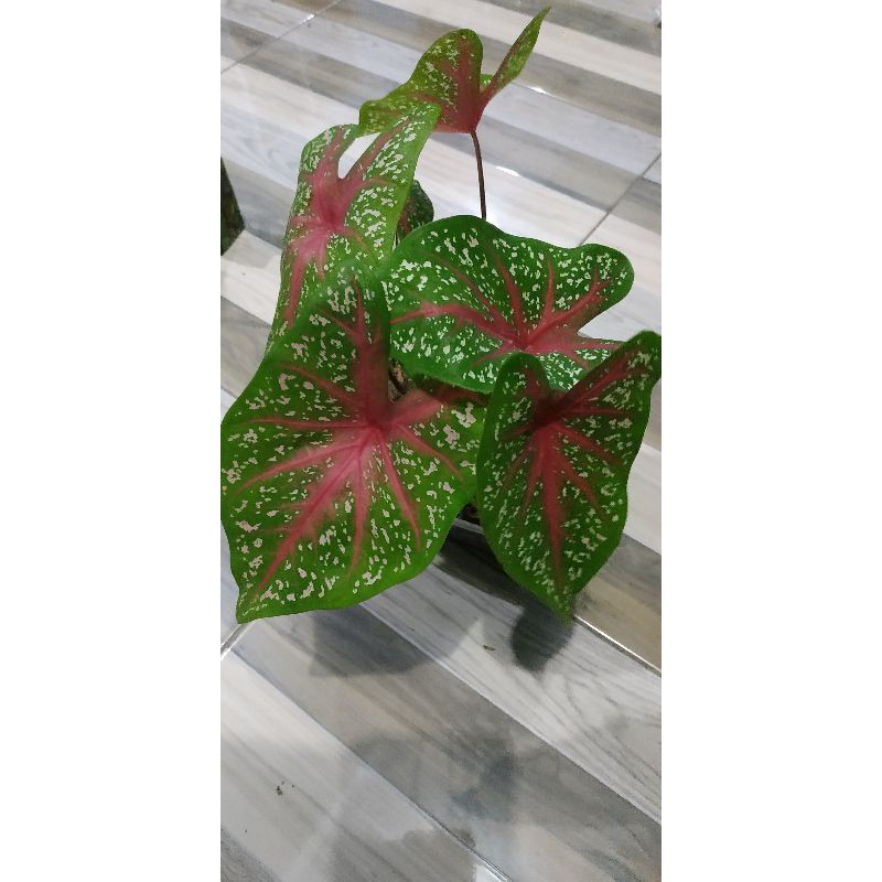Keladi Red Star
