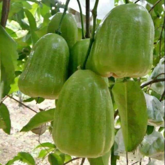 [COD] bibit jambu air super green Termurah