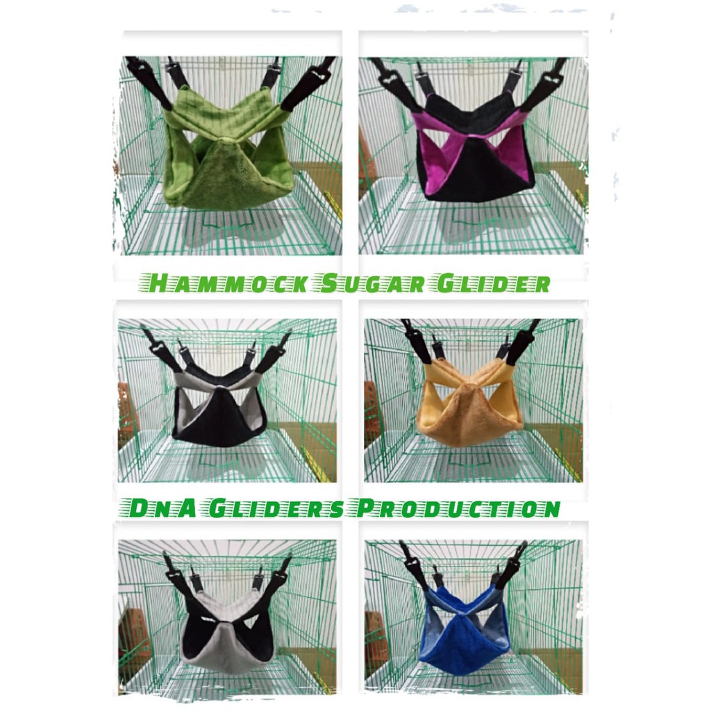Hammock sugar Glider