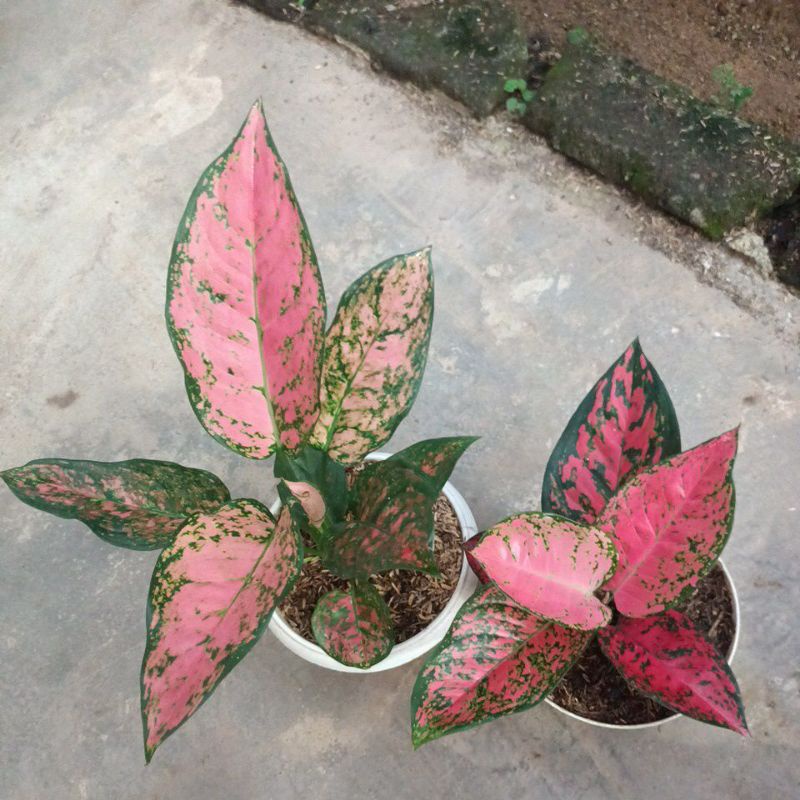 bunga aglonema paket 3 batang