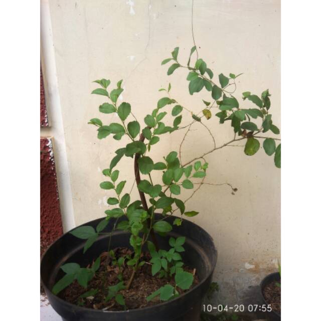 Bidara