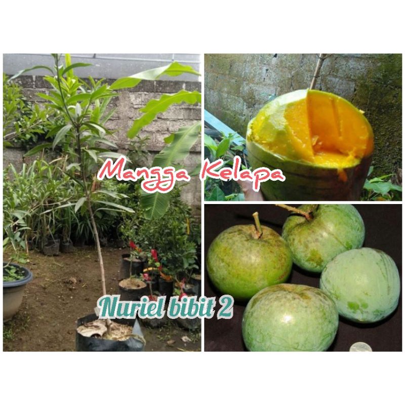 Bibit Mangga Kelapa